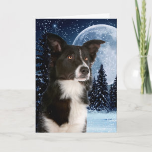Border Collie Christmas Cards