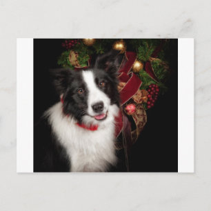 Border Collie Christmas Holiday Postcard
