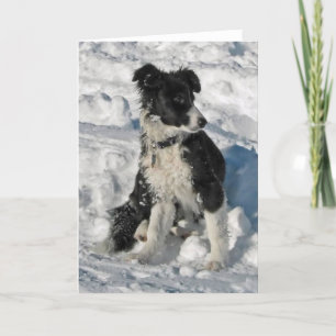 Border Collie Christmas Note Card