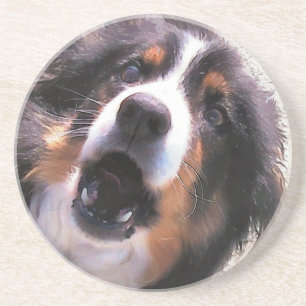 BORDER COLLIE COASTER