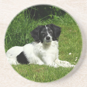Border Collie Coaster