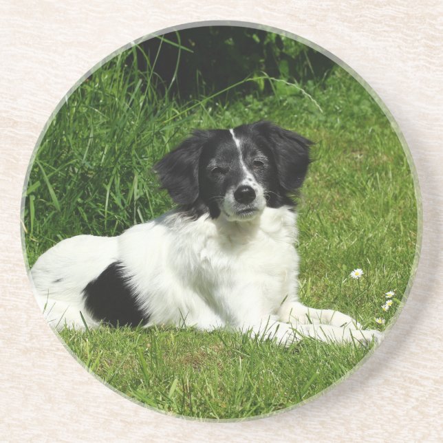 Border Collie Coaster (Front)