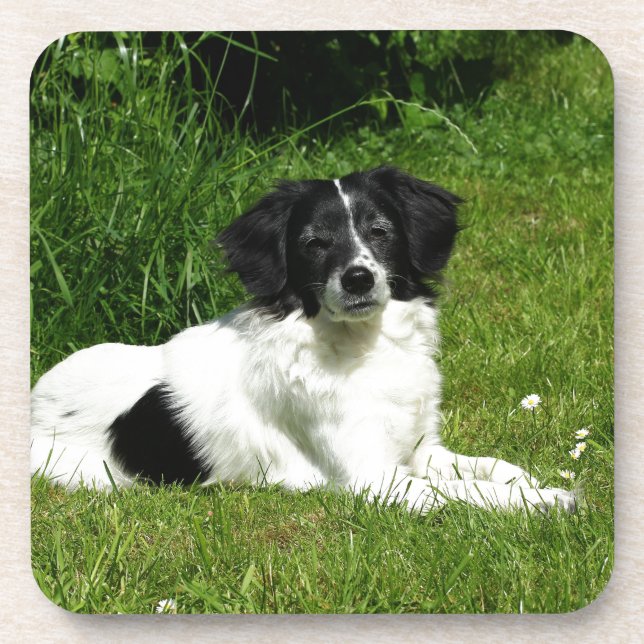 Border Collie Coaster (Front)