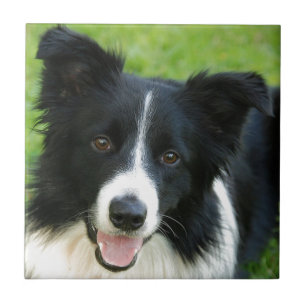 Border Collie Dog Add Text Pet Ceramic Tile