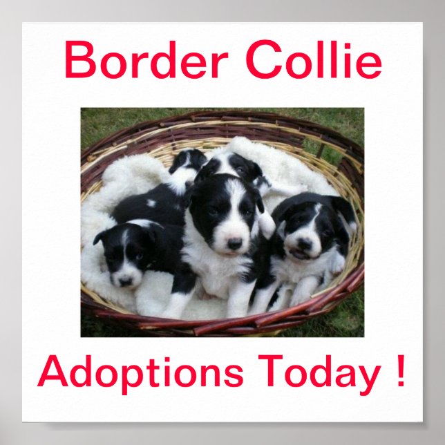 Border Collie Dog Adoptions Today Sign (Front)
