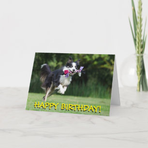 Border collie dog birthday card