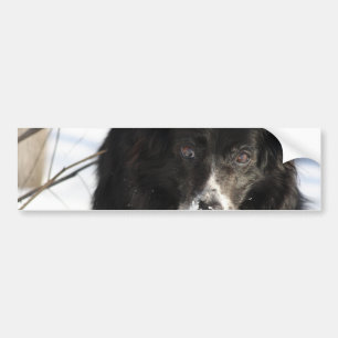 Border Collie Dog  Bumper Stickers