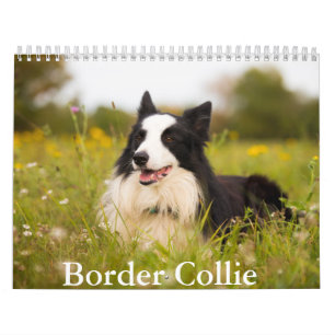 Border Collie dog Calendar