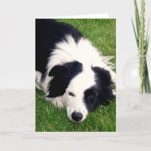Border Collie - Dog card