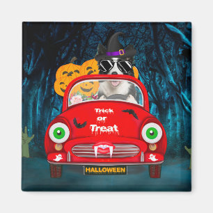 Border Collie Dog Driving Car Scary Halloween  Magnet