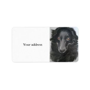 border collie dog face label