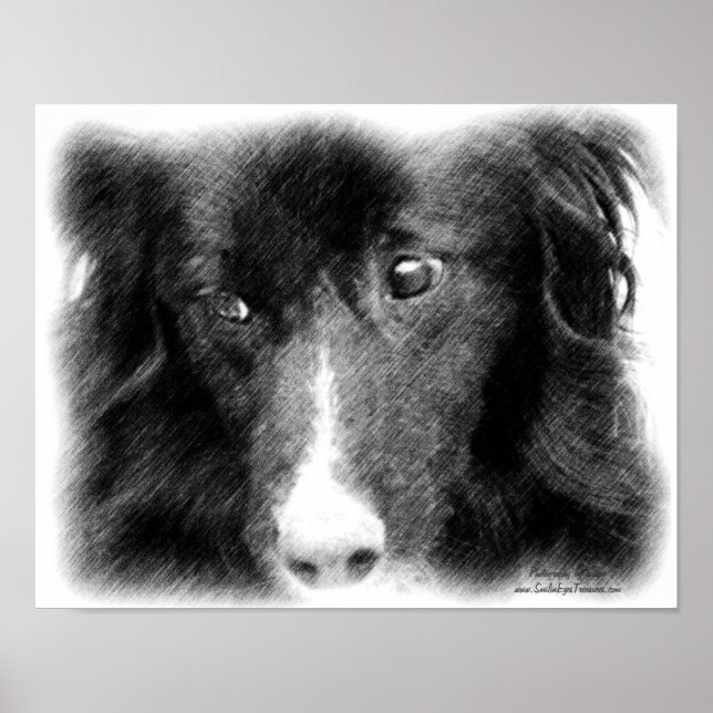 Border Collie Dog Face Pencil Art  Poster (Front)