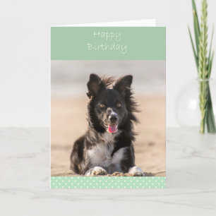 Border Collie Dog Happy Birthday Greeting Card