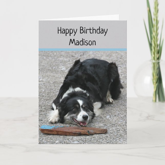 Border Collie Dog, Happy Birthday, personalised Card (Front)