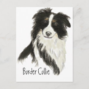 Border Collie Dog Pet Animal Postcard