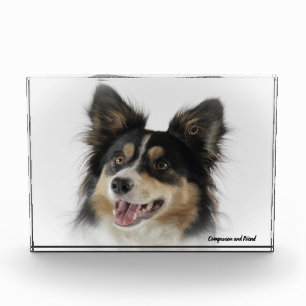 Border Collie Dog. Photo Block
