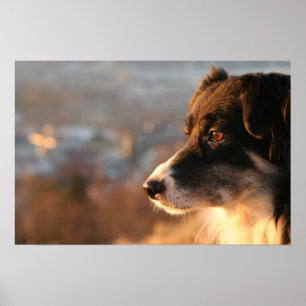 Border Collie Dog Poster
