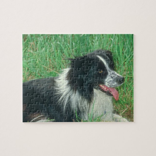 Border Collie Dog Puzzle (Horizontal)