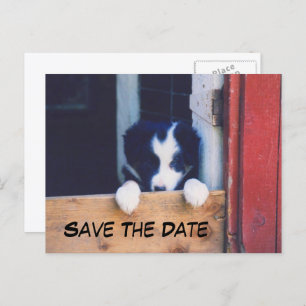 Border Collie Dog Save The Date Announcement Postcard