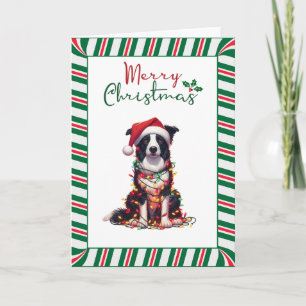 Border Collie Dog Wrapped In Christmas Light Card
