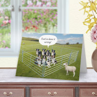 Border Collie Dogs and Sheep Funny Birthday