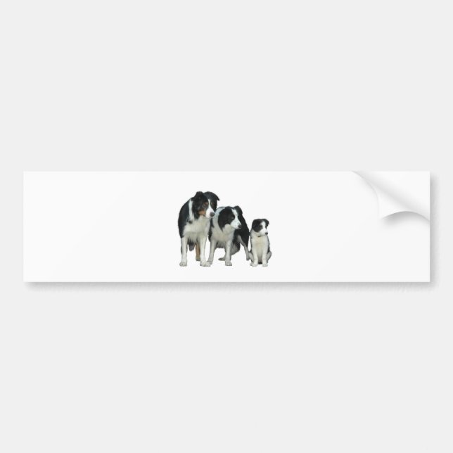 Border Collie Dogs Bumper Sticker (Front)