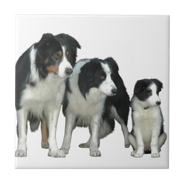Border Collie Dogs Ceramic Tile (Front)