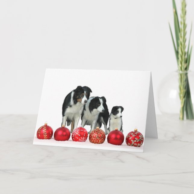 Border Collie Dogs with Red Christmas Ornaments Holiday Card (Front)