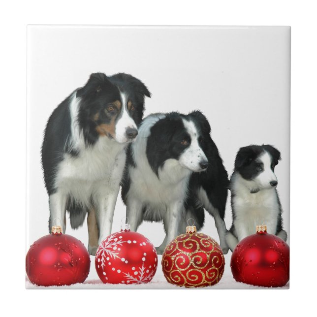 Border Collie Dogs with Red Christmas Ornaments Tile (Front)