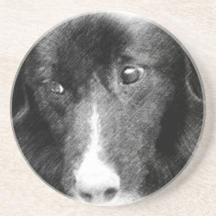 Border Collie Face Dog Animal Coaster