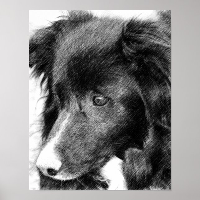 Border Collie Face Pencil Art #2 Poster (Front)