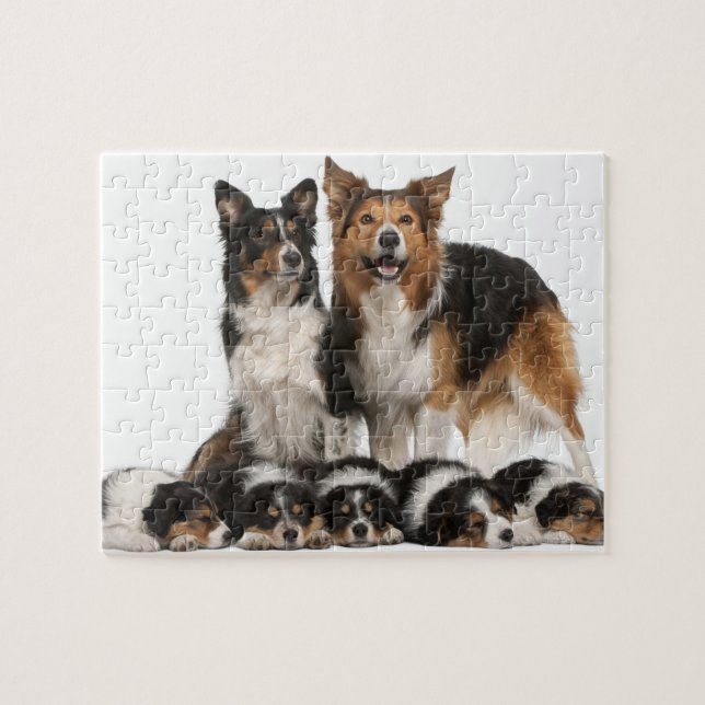 Border collie family jigsaw puzzle (Horizontal)