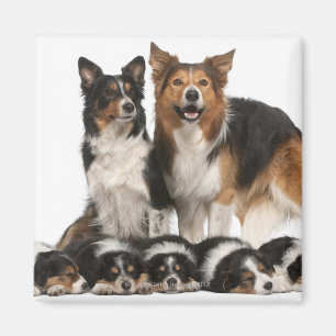 Border collie family magnet