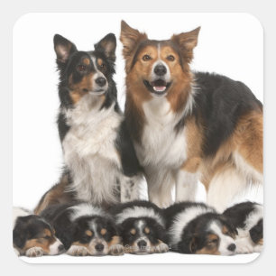 Border collie family square sticker