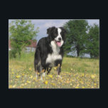 border collie full 3.png postcard<br><div class="desc">bc</div>