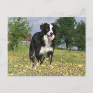 border collie full 3.png postcard