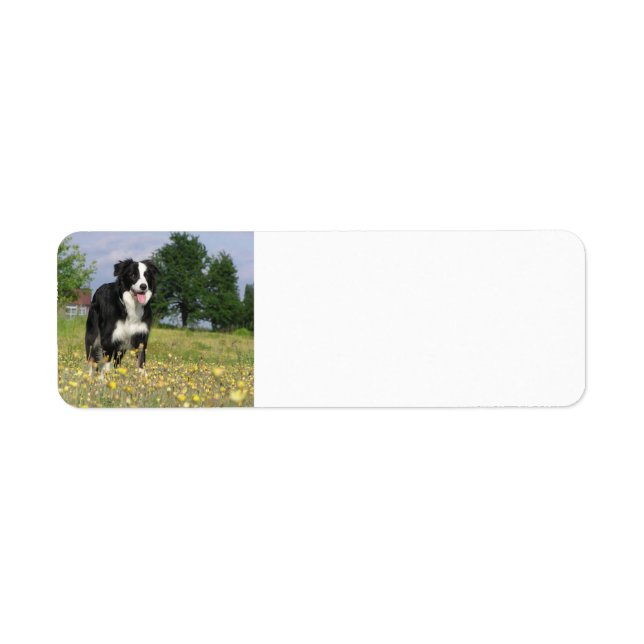 border collie full 3.png return address label (Front)