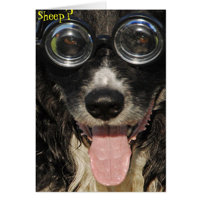 Border Collie Funny Card (Front)