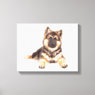 Border Collie German Shepherd Mix Canvas Print