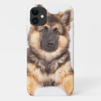 Border Collie German Shepherd Mix