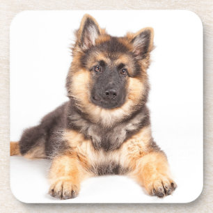 Border Collie German Shepherd Mix Coaster