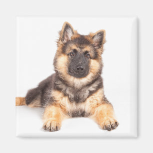 Border Collie German Shepherd Mix Magnet