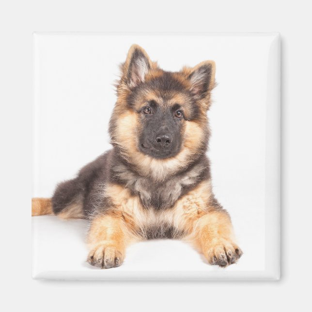 Border Collie German Shepherd Mix Magnet (Front)