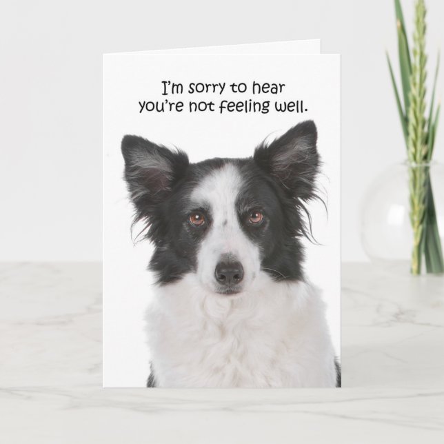 Border Collie Get Well Card (Front)
