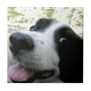 Border Collie Gifts Ceramic Tile