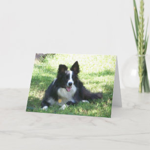 Border Collie Greeting Card