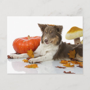 Border Collie haloween Postcard