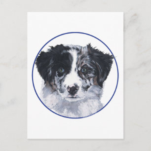 Border Collie Head Study Postcard