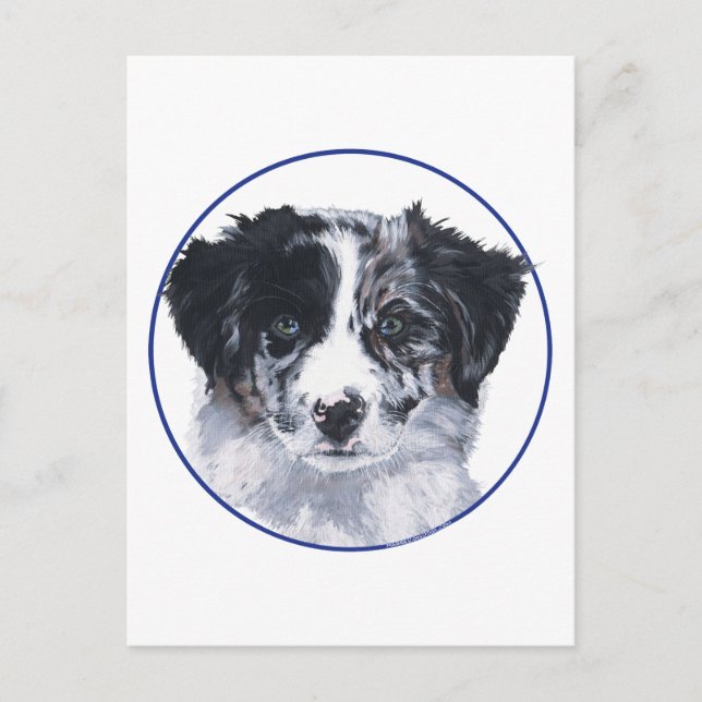 Border Collie Head Study Postcard (Front)