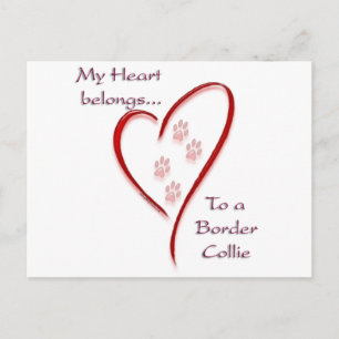 Border Collie Heart Belongs Postcard